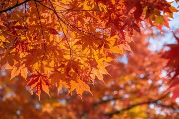 Maple leaves in fall with seasonal backdrop