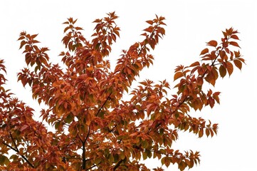Fall blossom tree set against a white backdrop