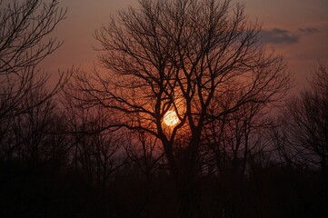 Fototapeta premium Harvest Moon Ascends Amidst Leafless Limbs at Dusk