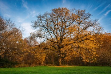 Obraz premium Scenic fall view in a natural setting