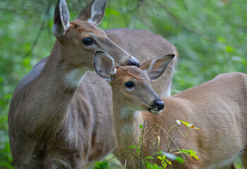 White-tailed deer fawn and doe share a tender moment in the forest in Canada
