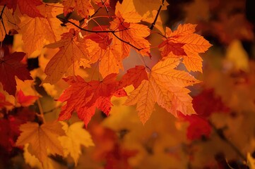 Fototapeta premium Background and texture of fall foliage