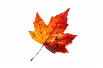 Fototapeta premium Red Autumn Leaf Isolated on White Surface