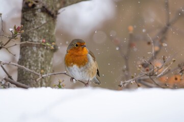 A small bird perched peacefully