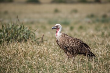 Fototapeta premium Gyps fulvus soaring over rural landscapes, showcasing feathers and wings in a natural habitat