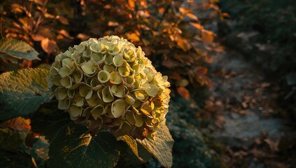 Hydrangea flower shifting colors from lively green to warm brown, reflecting the soft arrival of fall in a verdant garden.