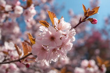 Close-up of a flowering branch with pink petals in a natural setting