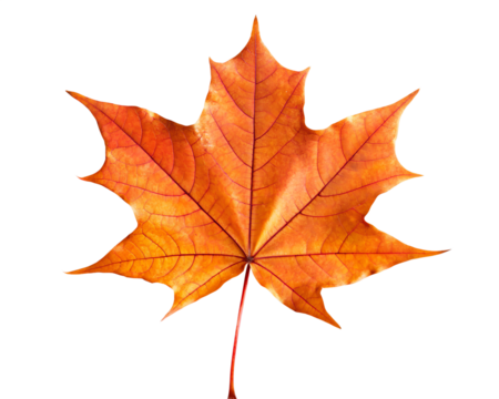Single vibrant orange and yellow maple leaf with detailed veins and red stem isolated on a transparent background