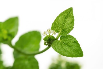 Isolated Houttuynia cordata leaves and flowers with chameleon fish on white backdrop