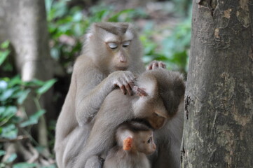 Monkey at Ankgor Vat Cambodia