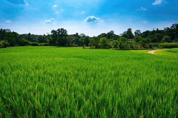 Newly harvested paddy field with raw rice