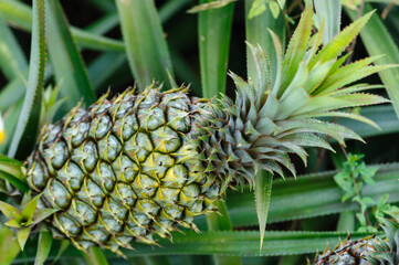 Fototapeta premium Pineapple grow on tree in garden