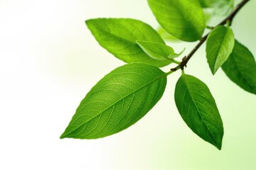 Fototapeta premium Newly picked vibrant tea foliage