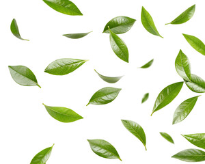 realistic green tea leaves in motion flying on white background or transparent background
