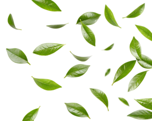 realistic green tea leaves in motion flying on white background or transparent background