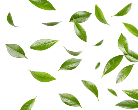 realistic green tea leaves in motion flying on white background or transparent background