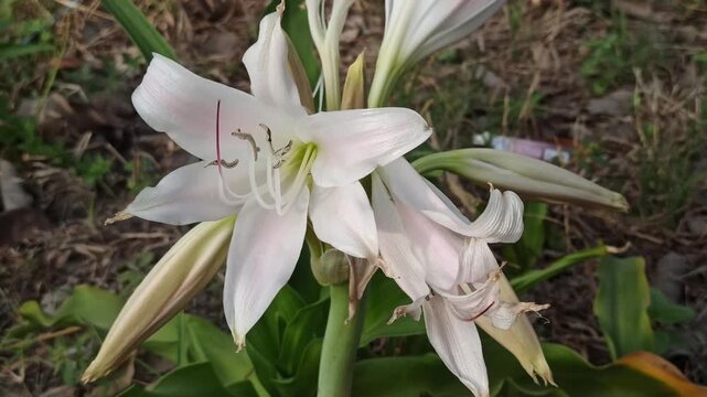 Close-up of Crinum latifolium with elegant white blooms and long green leaves, showcasing the tropical ornamental beauty and natural charm of this flowering plant.