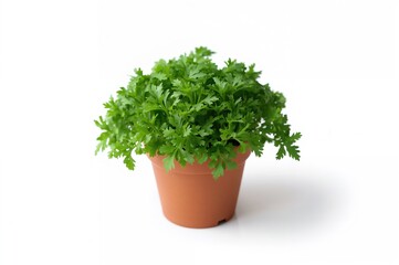 Fototapeta premium Vibrant green herb growing in a container against a white background