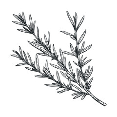 Fototapeta premium Fresh rosemary branch for culinary use or herbal remedies. Vector hand drawn illustration