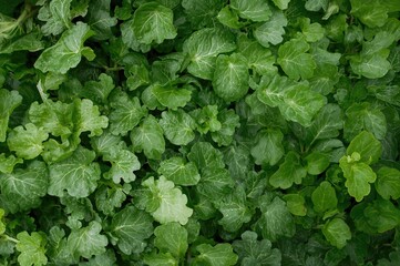 Organic Freshly Picked Greens From Backyard. Close-Up Selective Focus. Natural Setting.