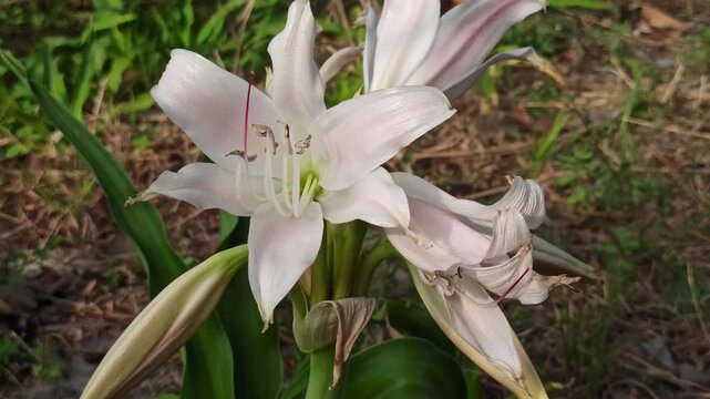 Close-up of Crinum latifolium with elegant white blooms and long green leaves, showcasing the tropical ornamental beauty and natural charm of this flowering plant.