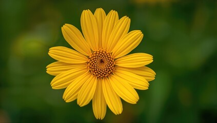 Macro photography showcasing the intricate beauty of flowers