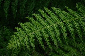 Lush Fern Leaves. Decorative Garden Fern- Nephrolepis Cordifolia. Belongs to Nephrolepidaceae. Also Known As Fishbone, Tuberous Sword, Tuber Ladder, Erect Sword, Narrow Sword, and Ladder Fern