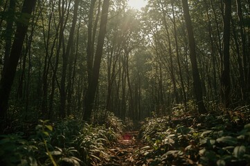 Fototapeta premium High Definition Natural Scenery