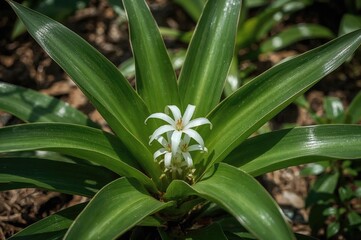 Obraz premium Neoregelia concentrica is a member of the Bromeliaceae family