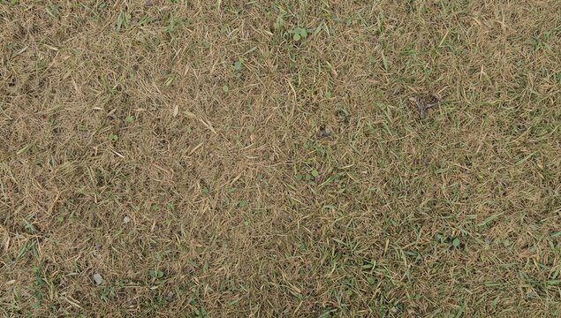 Overhead shot of dry grass showing natural textures