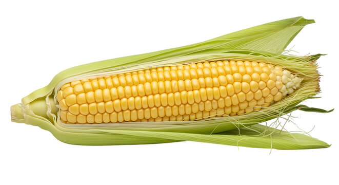 Fresh Yellow Corn on Cob with Green Husk Against Black Backdrop
