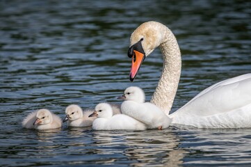 Adult swan accompanied by its cygnets