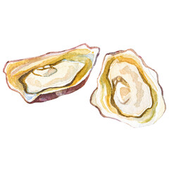 Watercolor painted oysters. Hand drawn seafood design element isolated on transparent background.