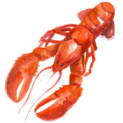 Watercolor painted lobster. Hand drawn fresh seafood design elem