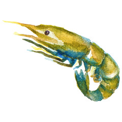 Watercolor painted shrimps. Hand drawn fresh seafood design elem