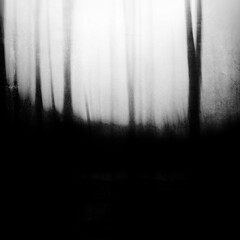 Scary horror forest, gloomy landscape, Halloween wallpaper