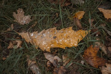 Naklejka premium Withered leaf on frosty greenery during the cold season