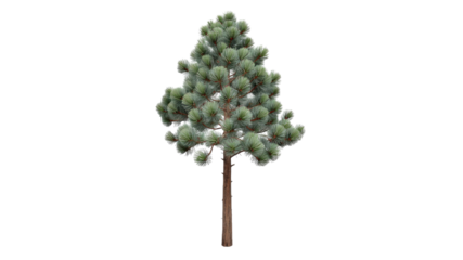 Isolated Young Ponderosa Pine Tree on Transparent Background