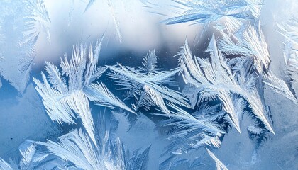 Delicate icy frost patterns resembling feathers on frosted glass in soft blue and white tones.