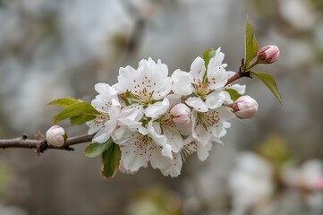 Obraz premium A fragile twig decorated with blooming apple blossoms, radiating peace and the essence of springtime. Ideal for lovers of nature and seasonal creativity.