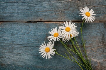 Obraz premium Vintage wooden surface adorned with chamomile blooms, nature's summer texture on display
