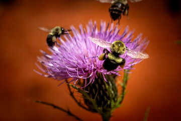 bee on a purple thistle flower