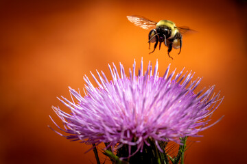 bee on a purple thistle flower