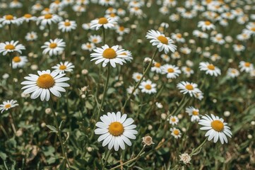 Fototapeta premium Field full of blooming chamomile blossoms