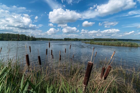 Dense cattail growth along a freshwater lake shore - Powered by Adobe