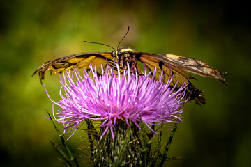 butterfly on thistle