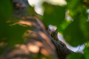 Squirrels Through the Seasons. Witnessing Climate Change in the Trees