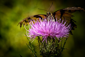 butterfly on thistle