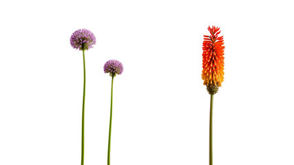 Three Elegant Flowers on Transparent Background Allium and Red Hot Poker