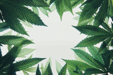 Complete coverage of vibrant green marijuana foliage.